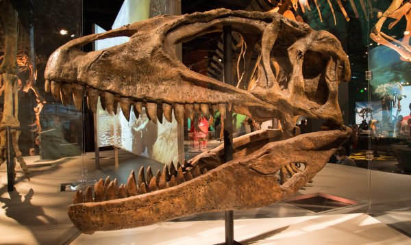 Ultimate-Dinosaurs-Science-Museum-trex-skull.jpg